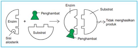 Struktur Enzim dan Mekanisme Kerja Enzim - Biologi Edukasi: Belajar ...