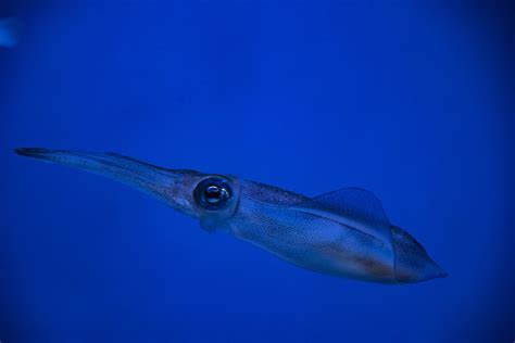 Squid Fish Free Stock Photo - Public Domain Pictures