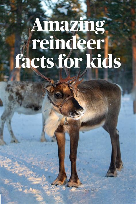 Reindeer Facts for Kids - Kids Play and Create | Reindeer facts, Fun facts about animals, Animal ...