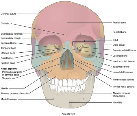 Anterior view of skull, The skull, By OpenStax | Jobilize LLC | Skull anatomy, Anatomy bones ...