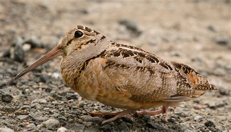 American Woodcock | Audubon Field Guide