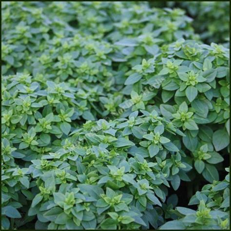 Buy Basil, Greek plant - from Norfolk Herbs - £2.10