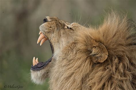 Lion Roar, Tanzania (Lions) – Melissa Groo