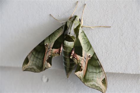 Pandora sphinx moth (Eumorpha pandorus)(NC) : Entomology