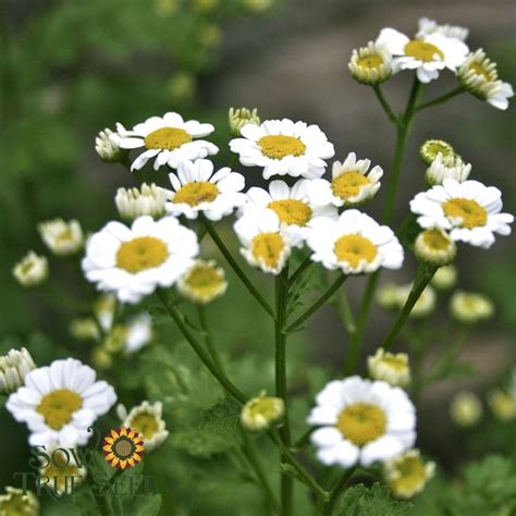 Feverfew Seeds | Herb garden, Easy garden, Herbs