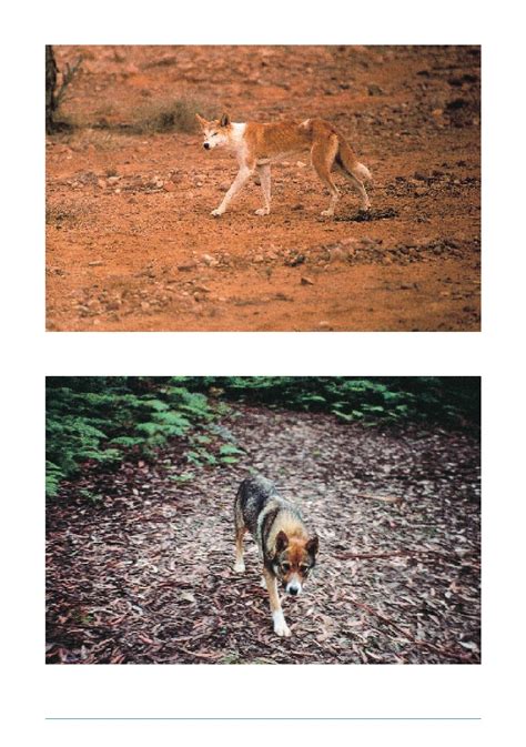 dingo extinction | Booksforever1blog. BarkUpToday! Claudia Bensimoun