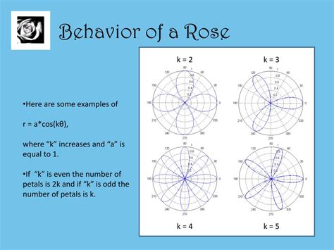 PPT - The Rose Curve PowerPoint Presentation, free download - ID:4813883