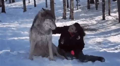 This is an actual real life wolf next to a human for scale : BeAmazed