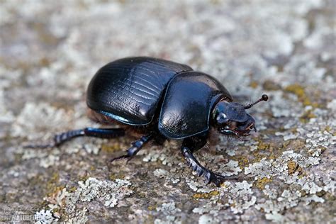 Dung Beetle Photos, Dung Beetle Images, Nature Wildlife Pictures | NaturePhoto