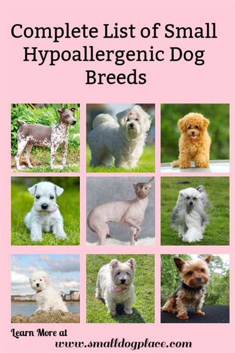 Small Hypoallergenic Dogs