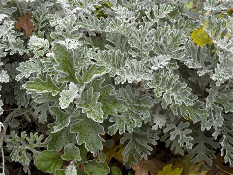 Senecio Cineraria `Silver Dust` Shrub Stock Image - Image of herbaceous, maritime: 102764309