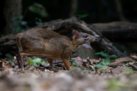 9 Incredible Chevrotain (Mouse-Deer) Facts - Fact Animal