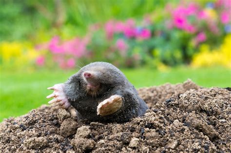 6 Ways To Deter Moles And Keep Them Out Of Your Yard