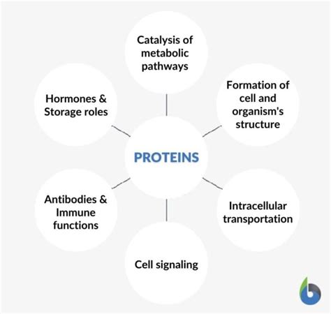 Metabolism - Definition and Examples - Biology Online Dictionary