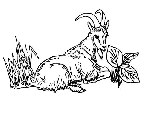 Mountain Goat Eating Grass Coloring Pages: Mountain Goat Eating Grass Coloring Pages – Color Luna