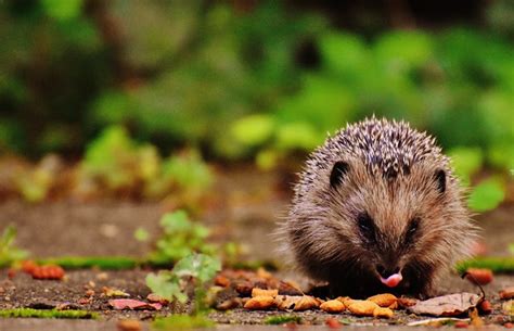 Hedgehog habitats - Outdoor Classroom Day UK & Ireland