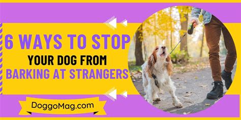 How To Stop Dogs From Barking At Strangers? [6 Ways] - DoggoMag