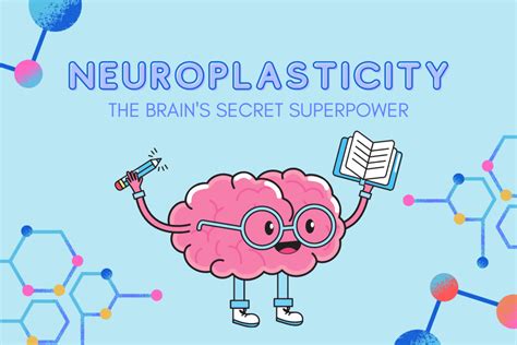 The Principles of Neuroplasticity - Hohman Rehab and Sports Therapy