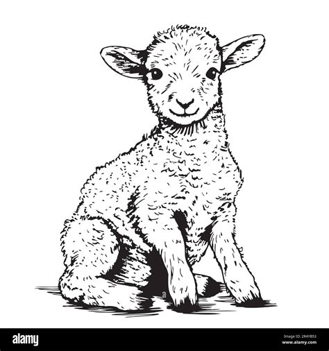 Seated lamb sketch, hand drawn in doodle style Farm animals Vector ...