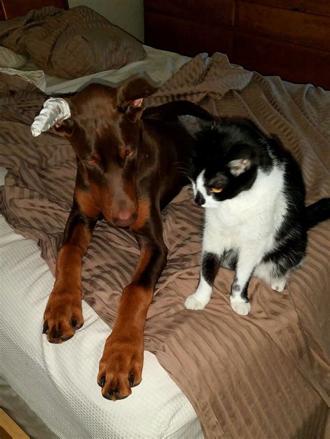 Dobie puppy and his feline friend | Puppies, Feline, Dog breeds