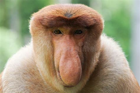 275 Ugly Monkey Stock Photos - Free & Royalty-Free Stock Photos from Dreamstime