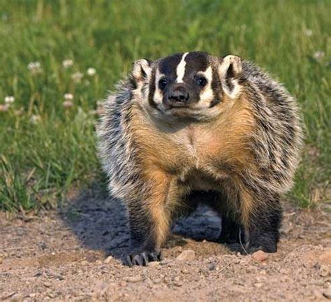 Badger | mammal | Britannica.com