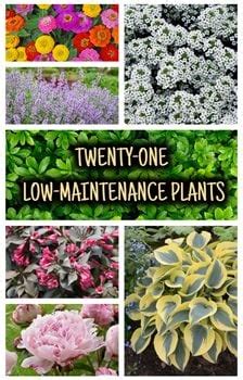 Top 21 Low-Maintenance Plants for Your Garden | Garden Design