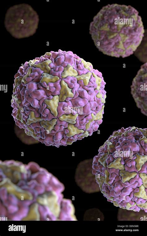 Structure Human Rhinovirus (PDB 4RHV). Rhinoviruses are most common ...