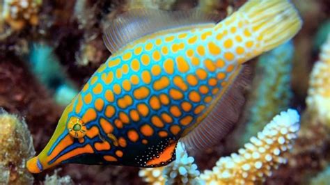 Filefish - Alchetron, The Free Social Encyclopedia