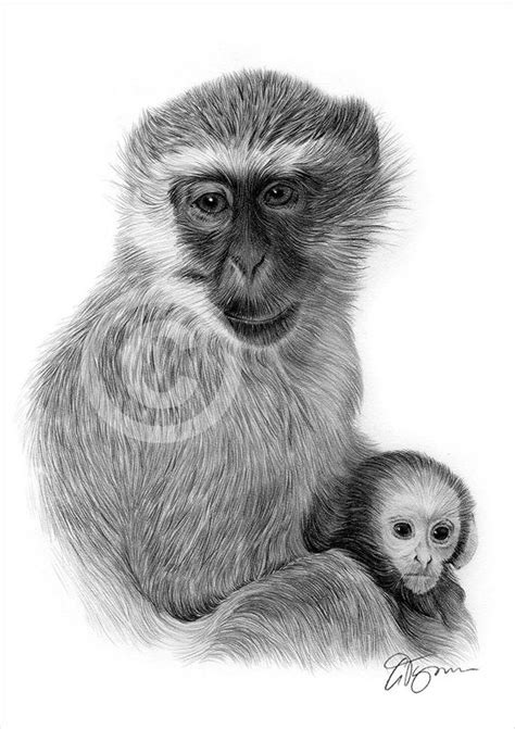 Monkey Pencil Drawing at PaintingValley.com | Explore collection of ...