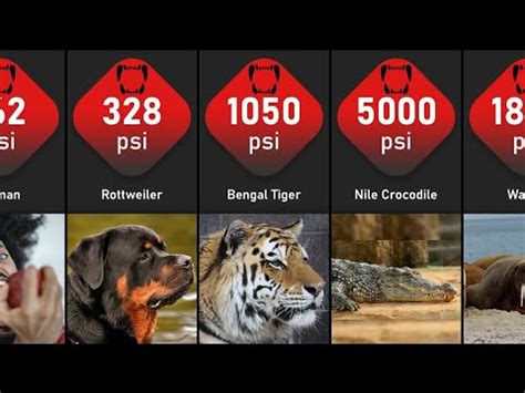 Animals Bite Force Comparison | Animals With The Strongest Bite Force - YouTube