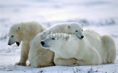 Free download | HD PNG bear care family polar bear snow wallpaper ...