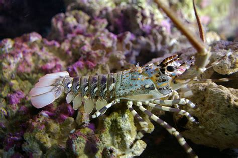 juvenile ornate crayfish (Panulirus ornatus) - ZooChat