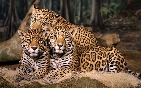 Leopards counted in India but do they love to live in Tea Estates? - WildTrails India - Come ...