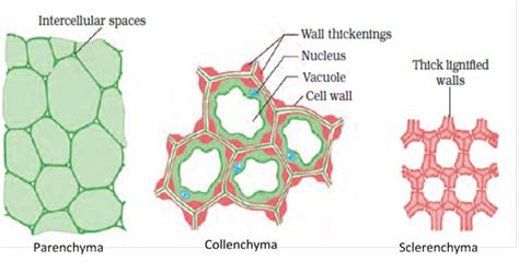 What are simple tissues? Name the simple tissues in plants.