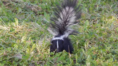 Skunk Fact Sheet | Blog | Nature | PBS