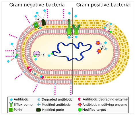 Mechanisms Of Antibiotic Resistance