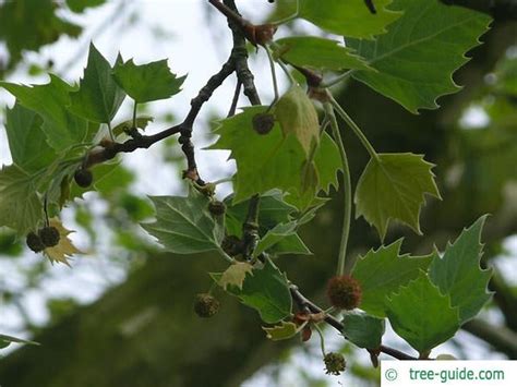 London Plane Tree | Platanus acerifolia