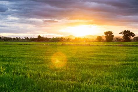 Beautiful rice field at sunset Photo | Premium Download