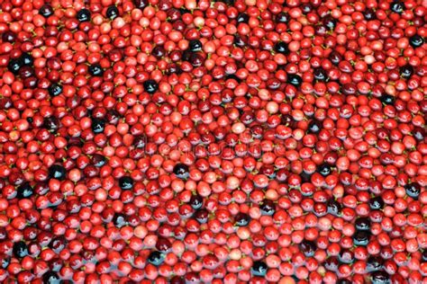 Bignay, Antidesma Bunius Tropical Fruit Floating on Water Stock Image - Image of cherry, fruits ...