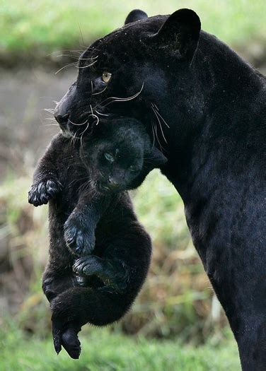 Black Jaguar Baby - ZooBorns