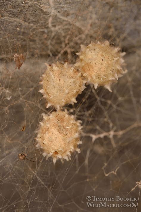 Brown Widow Spider (Latrodectus geometricus) Pictures | Wild Macro Stock Photography