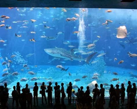 Vadhu Reddy: Large And Beautiful Japanese Aquarium