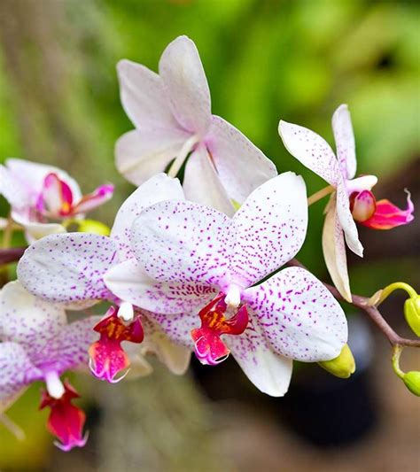 Top 25 Beautiful Orchid Flowers