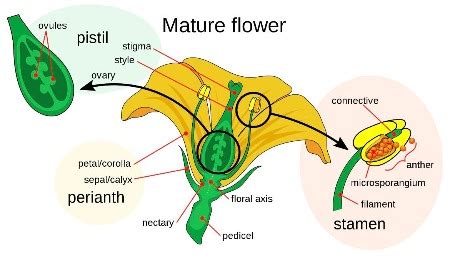 Ovule of a Flower | Definition, Function & Components | Study.com