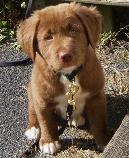 Goldens Retrievers: Yellow Lab Golden Retriever Mix Puppies