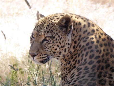 Namibia Wildlife Sanctuary | Stories | The Mighty Roar