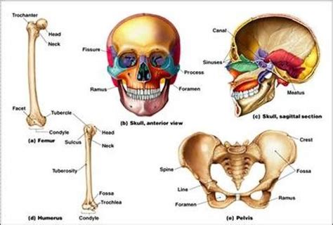 Bone Markings Diagram | Quizlet