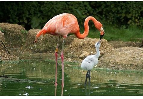 The Caribbean Flamingo: Health and Habitat