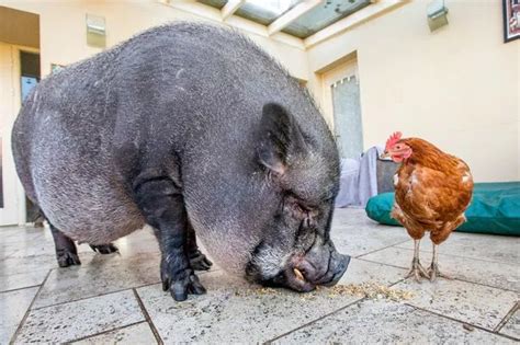 Giant potbellied pig and hen become unlikely best friends after moving ...